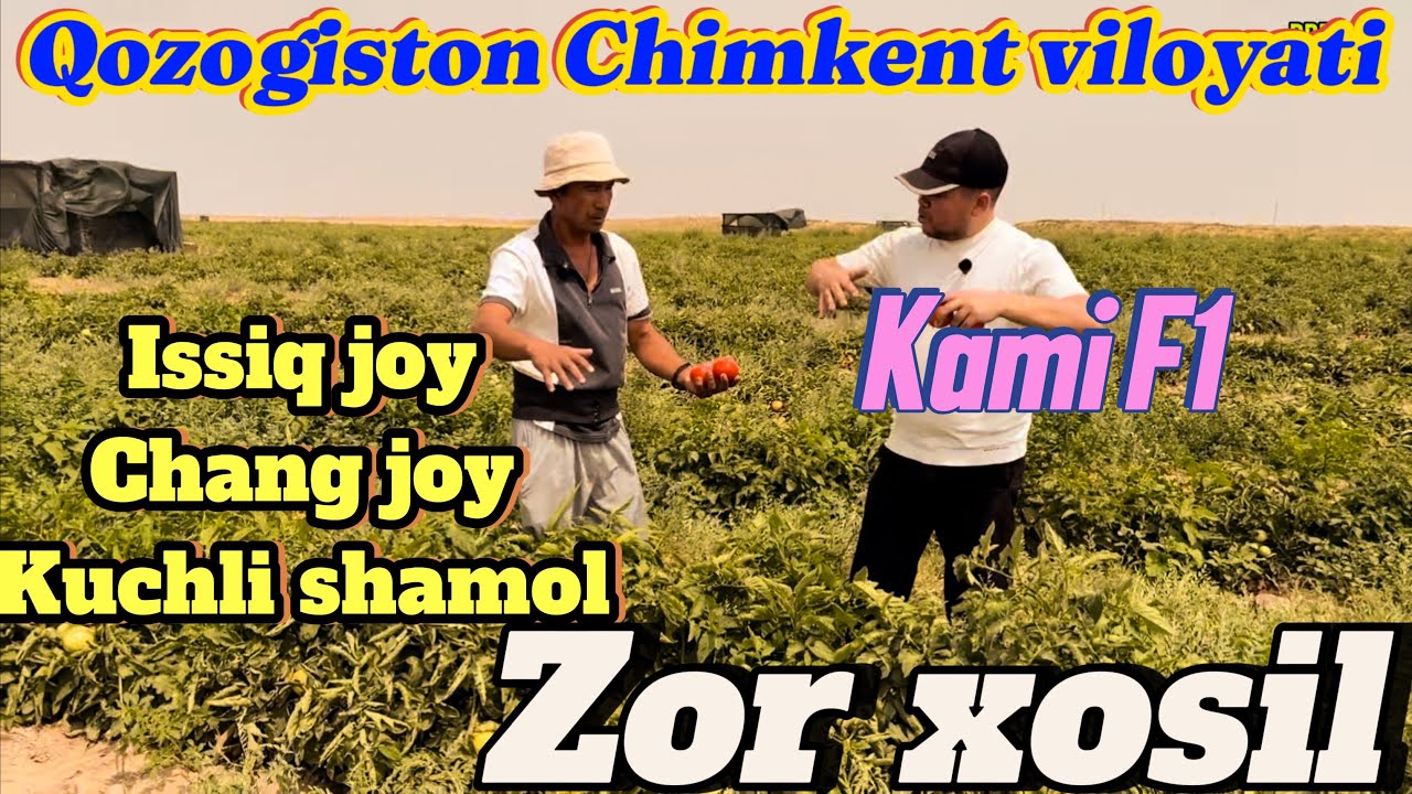 Qozog’istonda ekilgan Kami F1 gibrit pamidor urugi Eco seed Tel: +99833 301 90 90 +99893 533 95 55