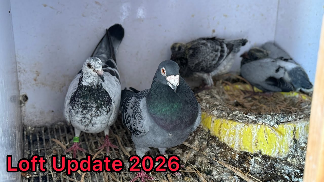 Added new pairs to my breeding loft | Racing Pigeons 2026