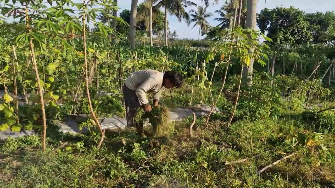 THE MOST EFFICIENT FARMER SKILL TO COLLECT GRASS READY FOR BASKET PACKING! -Agriculture Farming