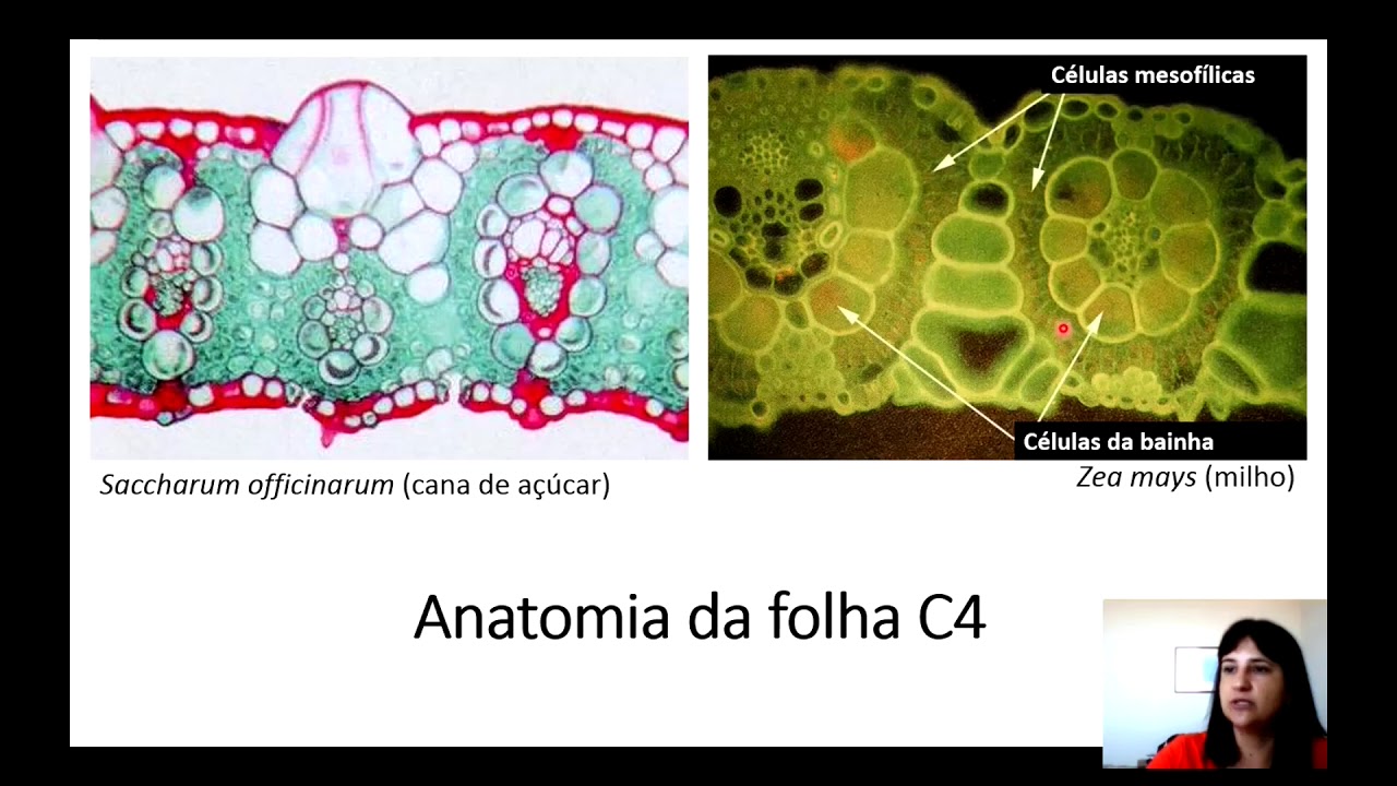 Fisiologia Vegetal - Fotossíntese - Parte 4 - Fotorrespiração e Metabolismos C4 e CAM