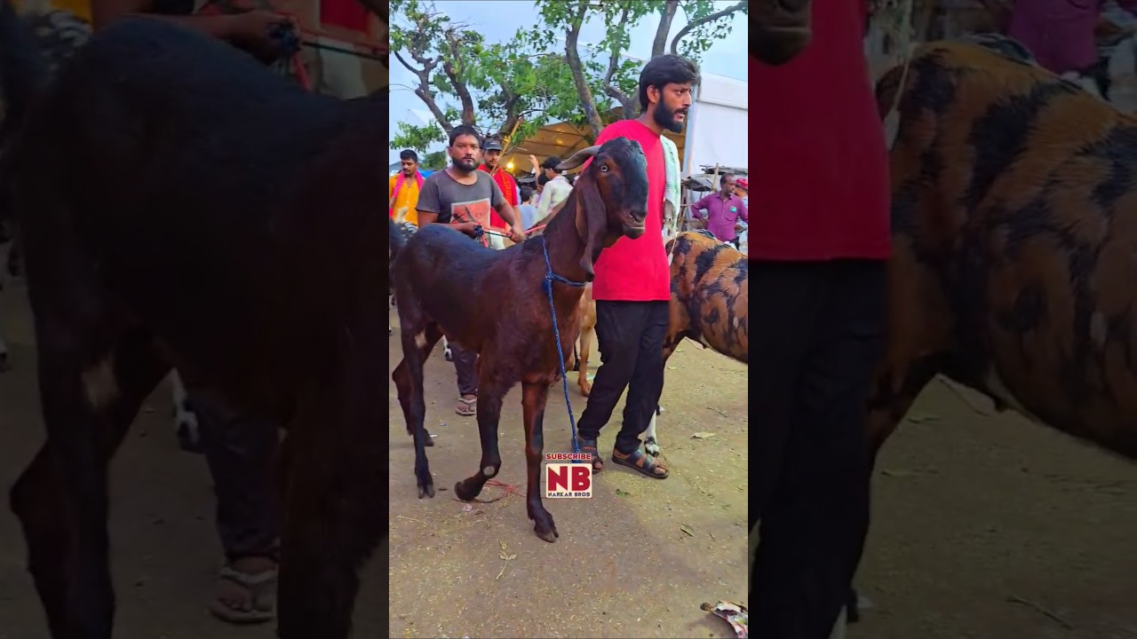 Qurbani Mubarak &hearts;️😍 #bakraeid #bakraeid2025 #bakraeidspecial #bakra #goats #trending #biggoats