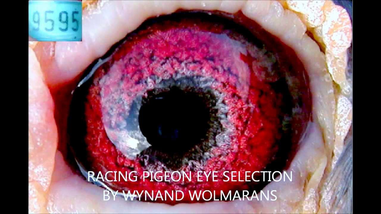 RACING PIGEON EYE SELECTION 3