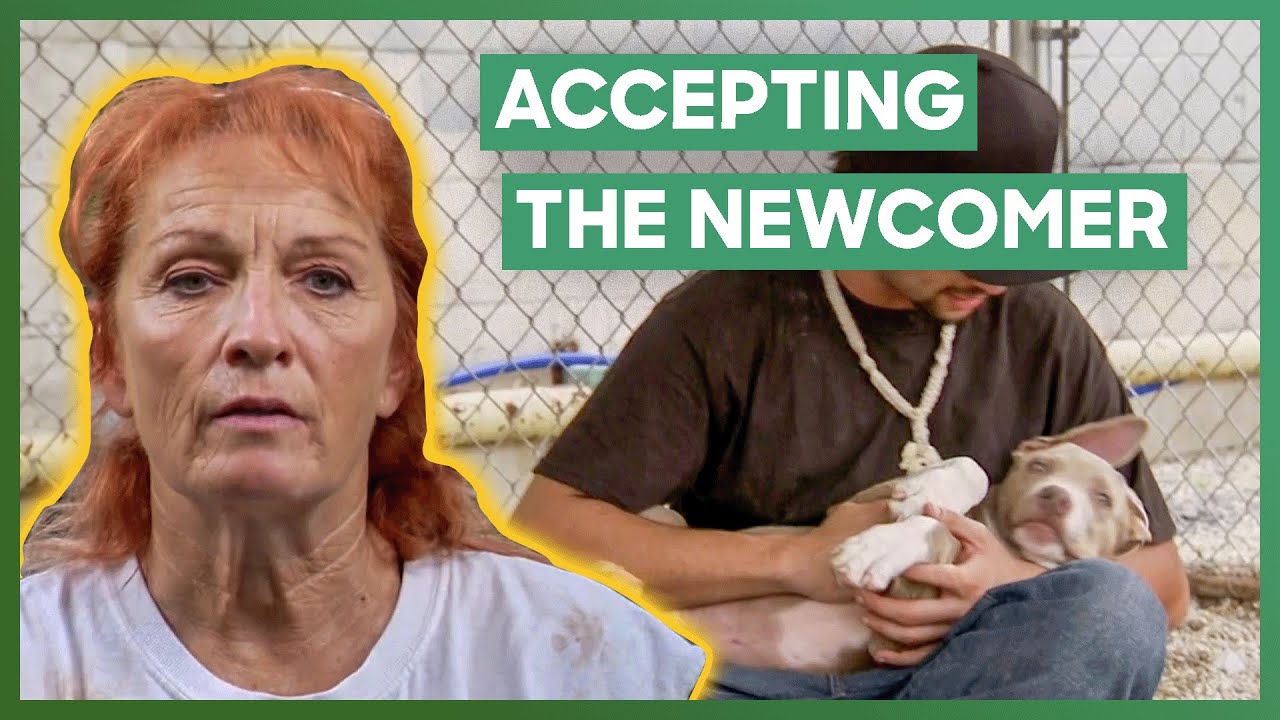 Tia Finds A New Home For A Young Puppy | Pit Bulls & Parolees