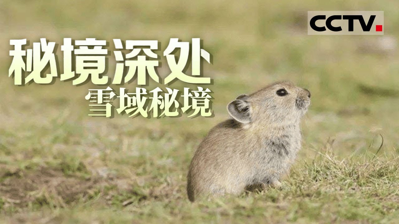 《秘境深处》雪域秘境：高原鼠兔开始了物资储备工作 喜山长尾叶猴的特殊本领能让它们在悬崖峭壁上“飞檐走壁”【CCTV纪录】