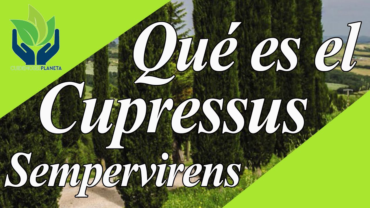 Cupressus sempervirens o Cipr&eacute;s: todo sobre esta maravilla