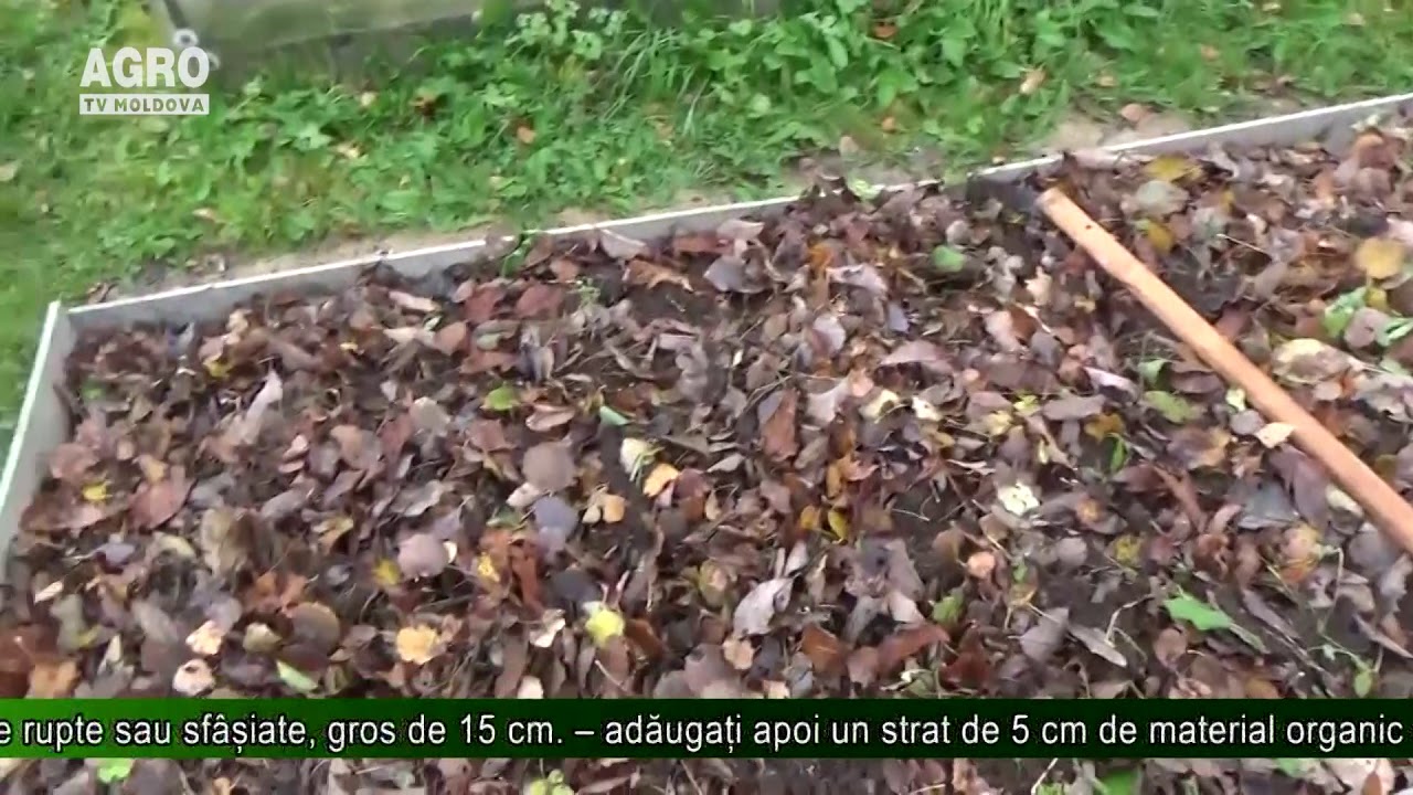 Frunzele uscate – valoroase pentru grădina Dumneavoastră