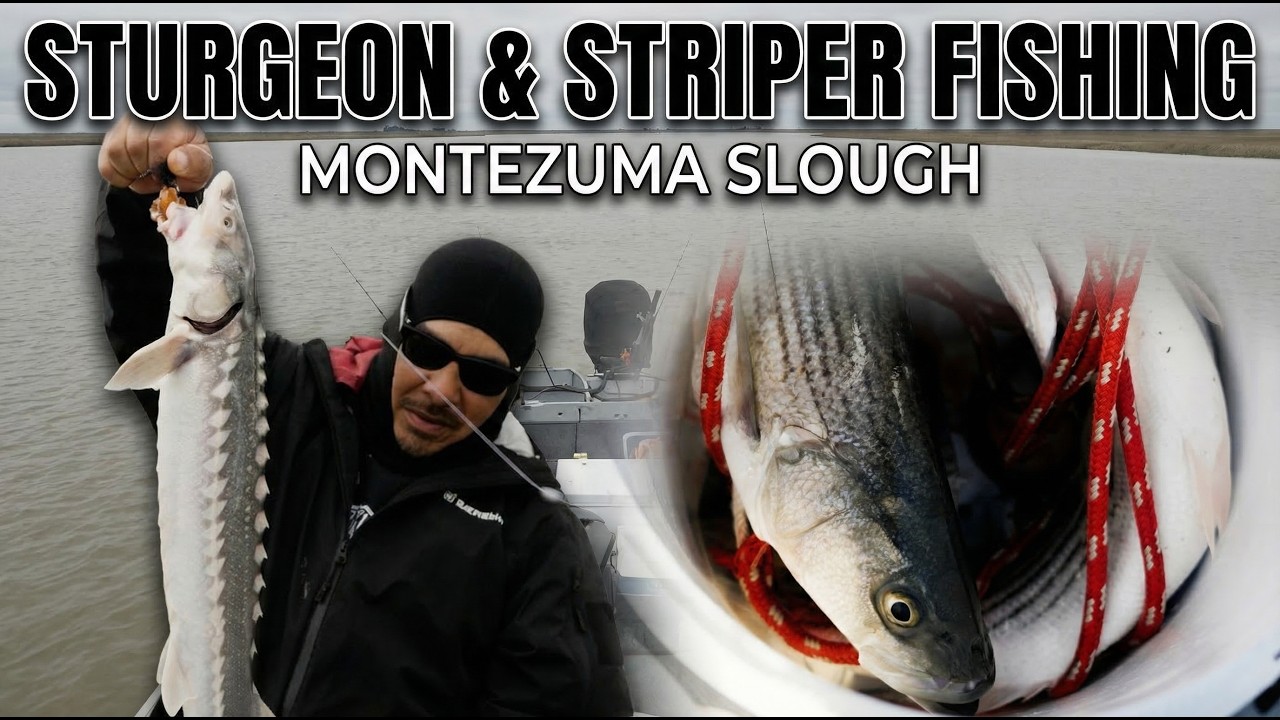 Sturgeon & striper fishing Montezuma slough!!!!