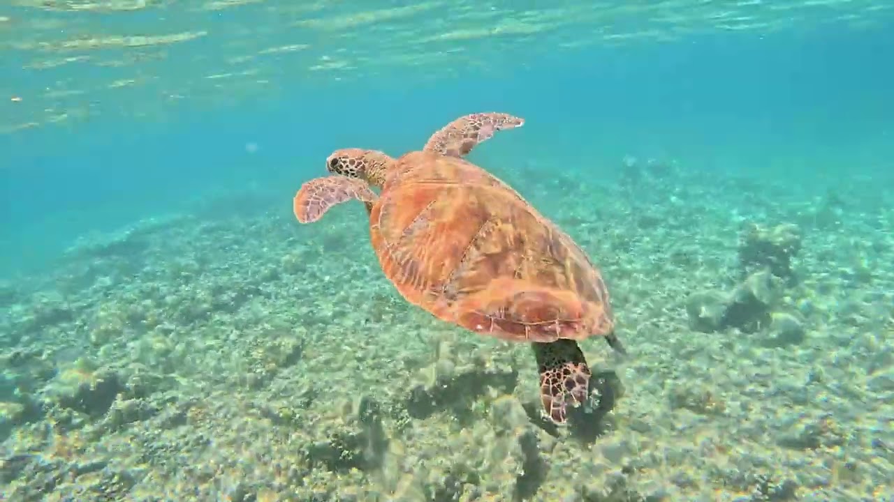 Snorkeling experience in Green Island Great Barrier Reef with Relaxing piano