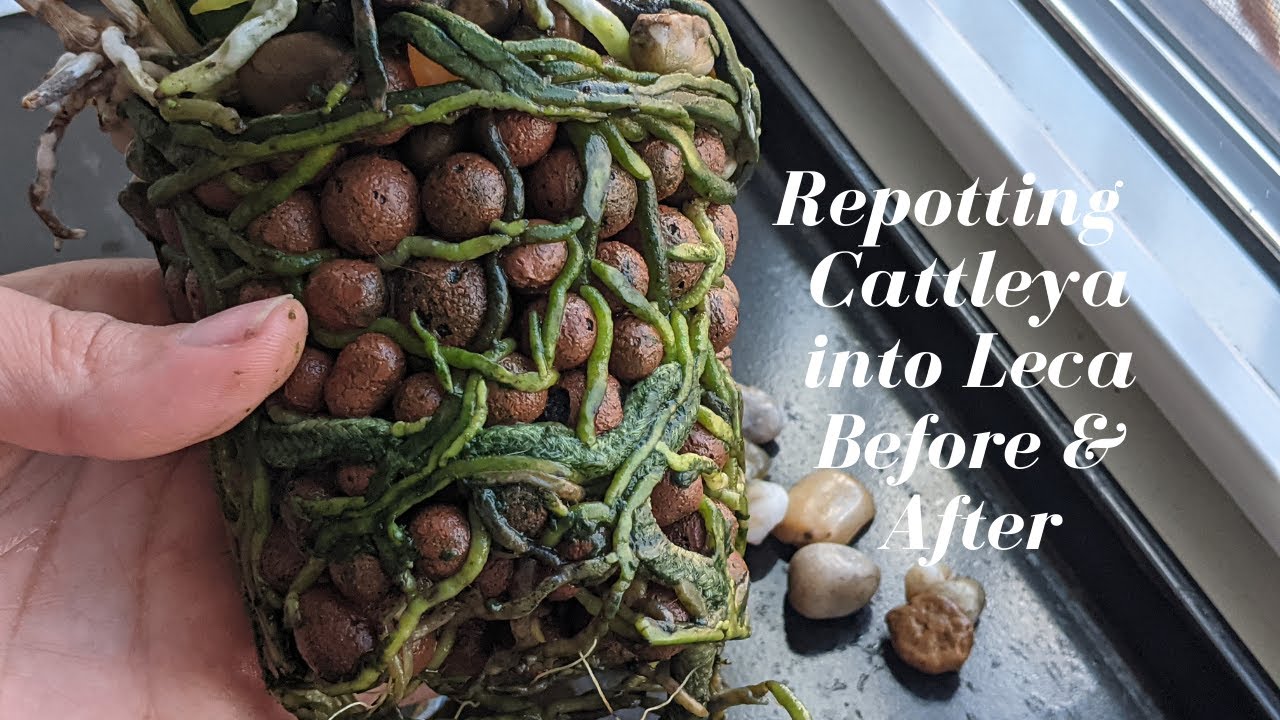 Before & After | Repotting Root Bound Cattleya Orchid into Leca Semi Hydro - 15 month Update