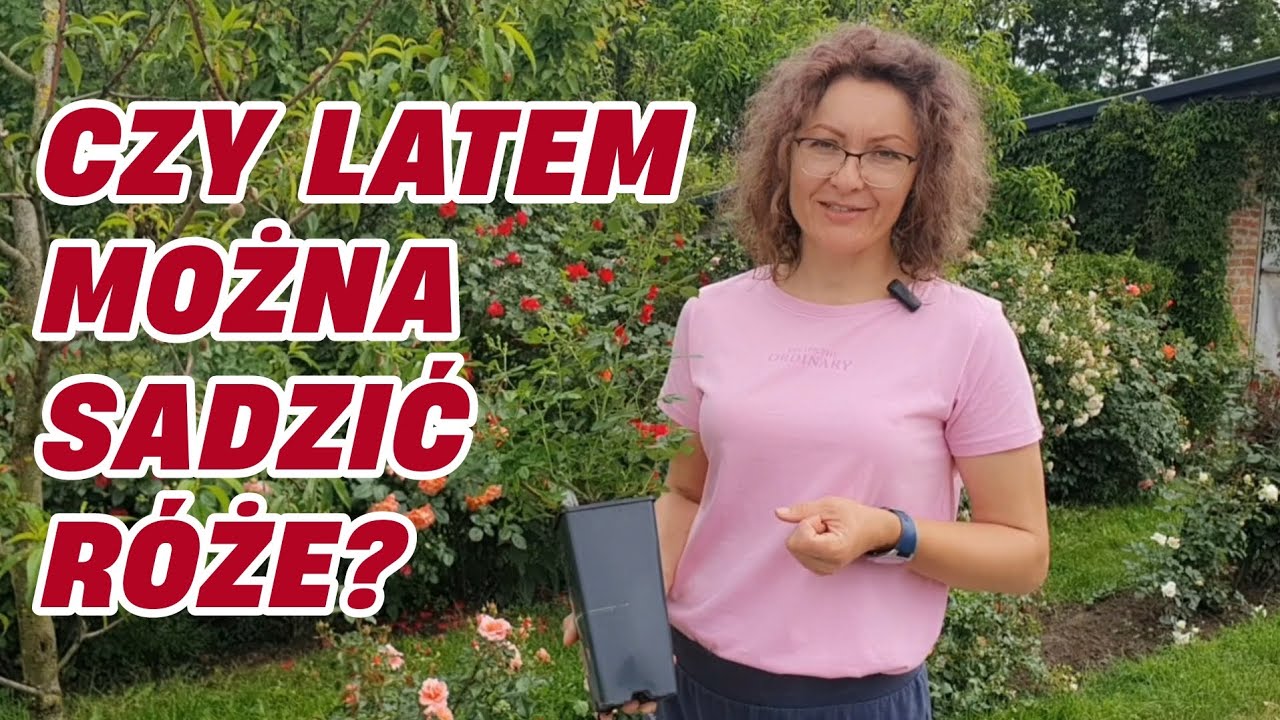 Czy latem sadzimy róże? || Rozaria.pl