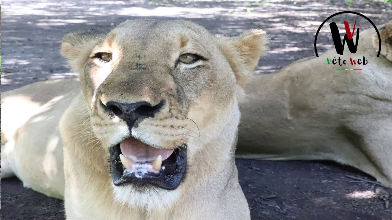 A la découverte de la faune Sauvage au Sénégal : Réserve de FATHALA (safari, balades avec les lions)