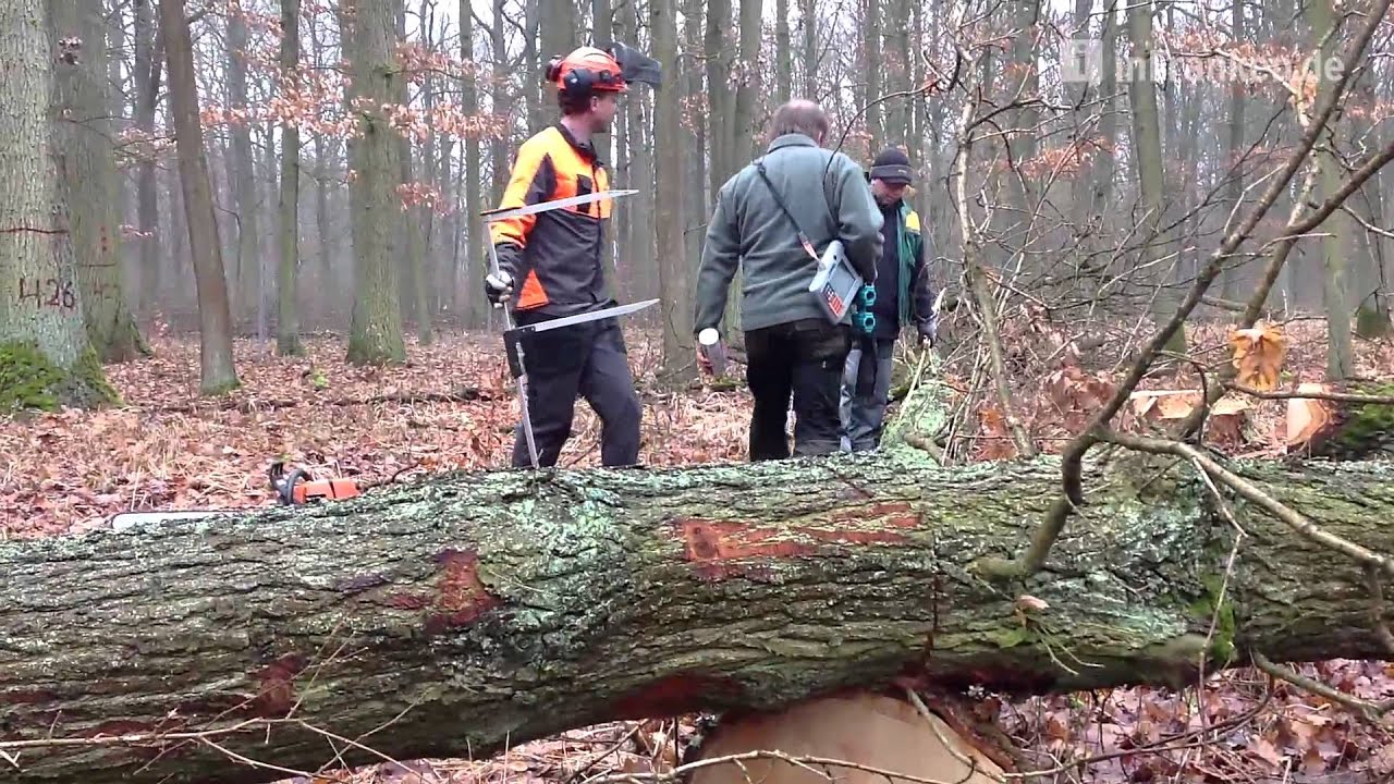 Holzmachen ist im Trend - Forstamt Kitzingen