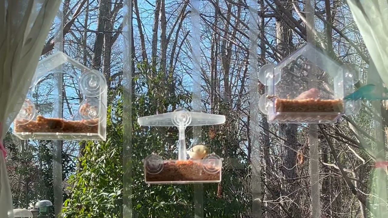 Bluebirds, house finches, goldfinches, tufted titmouse at window feeders on cold windy day