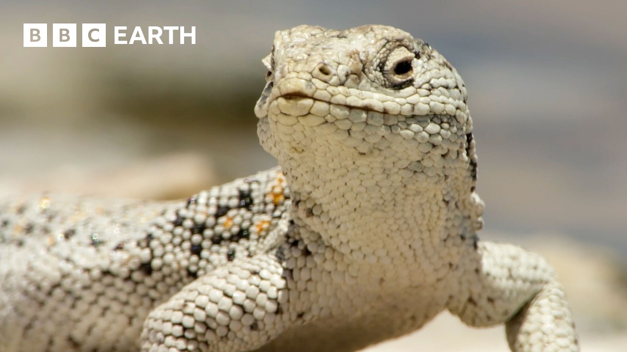 How Desert Animals Conquer Extreme Heat | BBC Earth