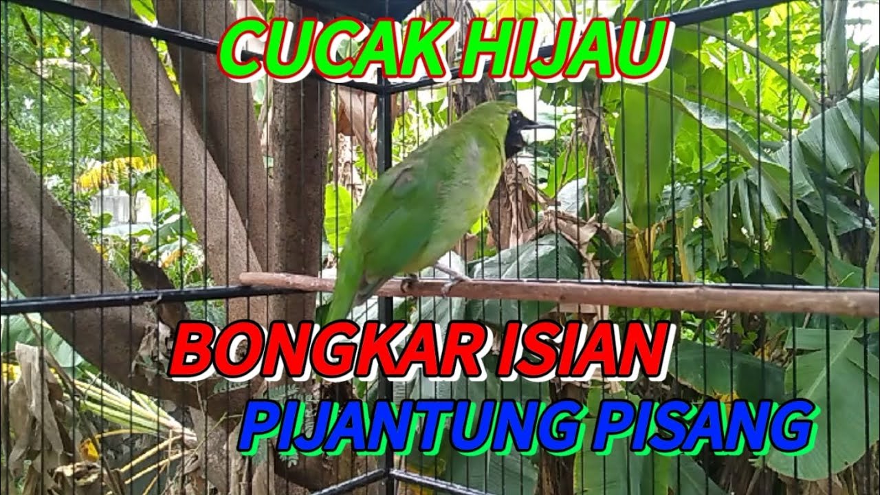 CUCAK HIJAU BONGKAR ISIAN PIJANTUNG PISANG