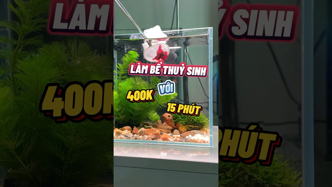 l&agrave;m bể c&aacute; thuỷ sinh mini để b&agrave;n💯 #c&aacute;cảnh #fish #thuysinh #becathuysinhvn #c&aacute;betta