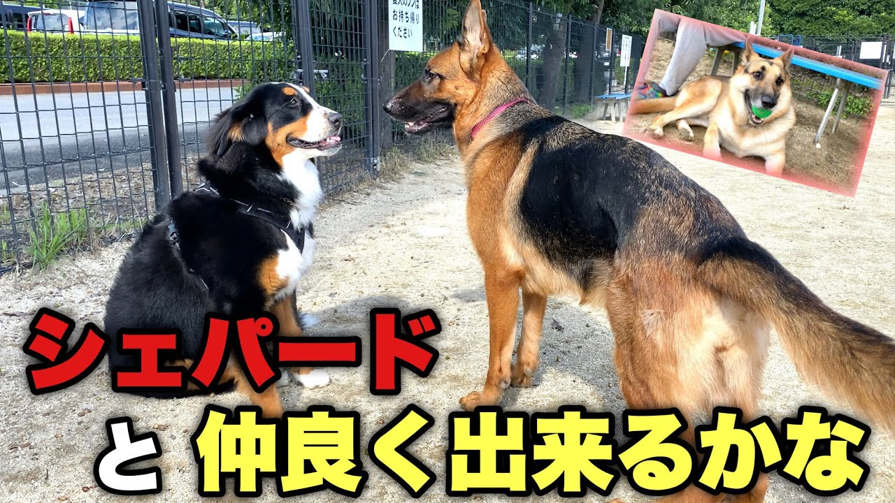 ドッグランで久々にシェパードに会う！バーニーズマウンテンドッグ【大型犬】9ヶ月