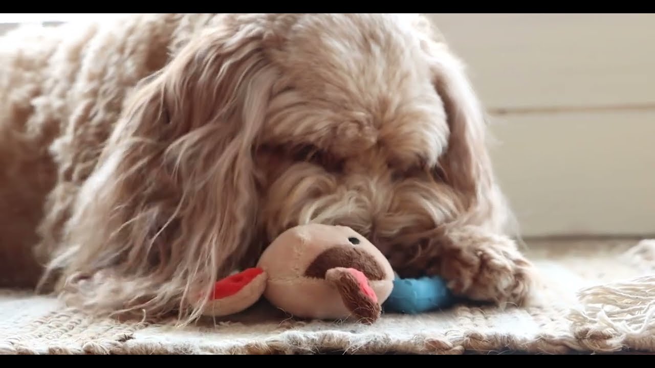 Pet Square | GiGwi &ndash; Suppa Puppa &ndash; Plush Chew Dog
