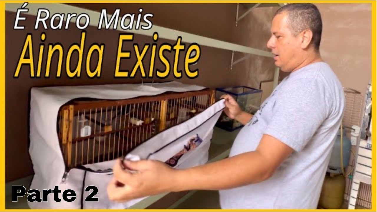 CRIADOR RAIZ MEXIDA COM 2 FÊMEA COLEIRO PAPA-CAPIM