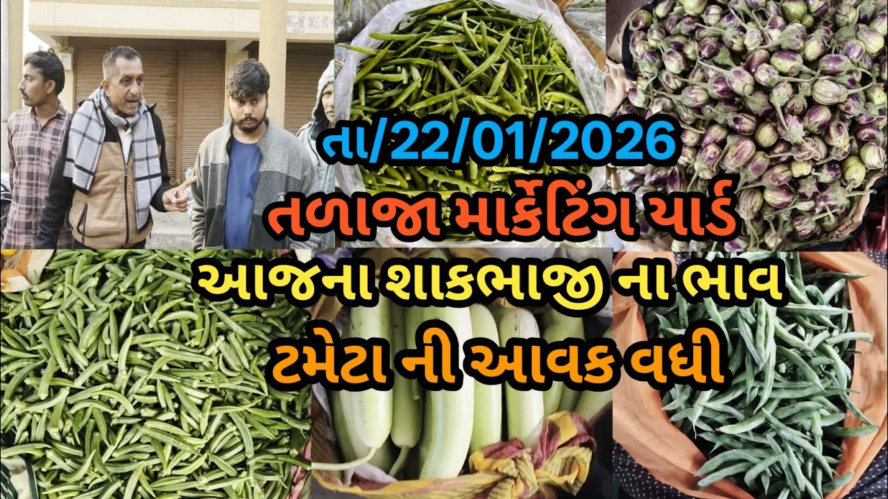 ટમેટા ની આવક વધી આજના શાકભાજી ના ભાવ જોવો અને જાણો તળાજા માર્કેટિંગ યાર્ડ તા/22/1/2026