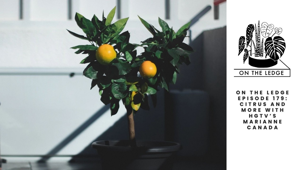 On The Ledge Episode 179: Citrus and more with HGTV&rsquo;s Marianne Canada
