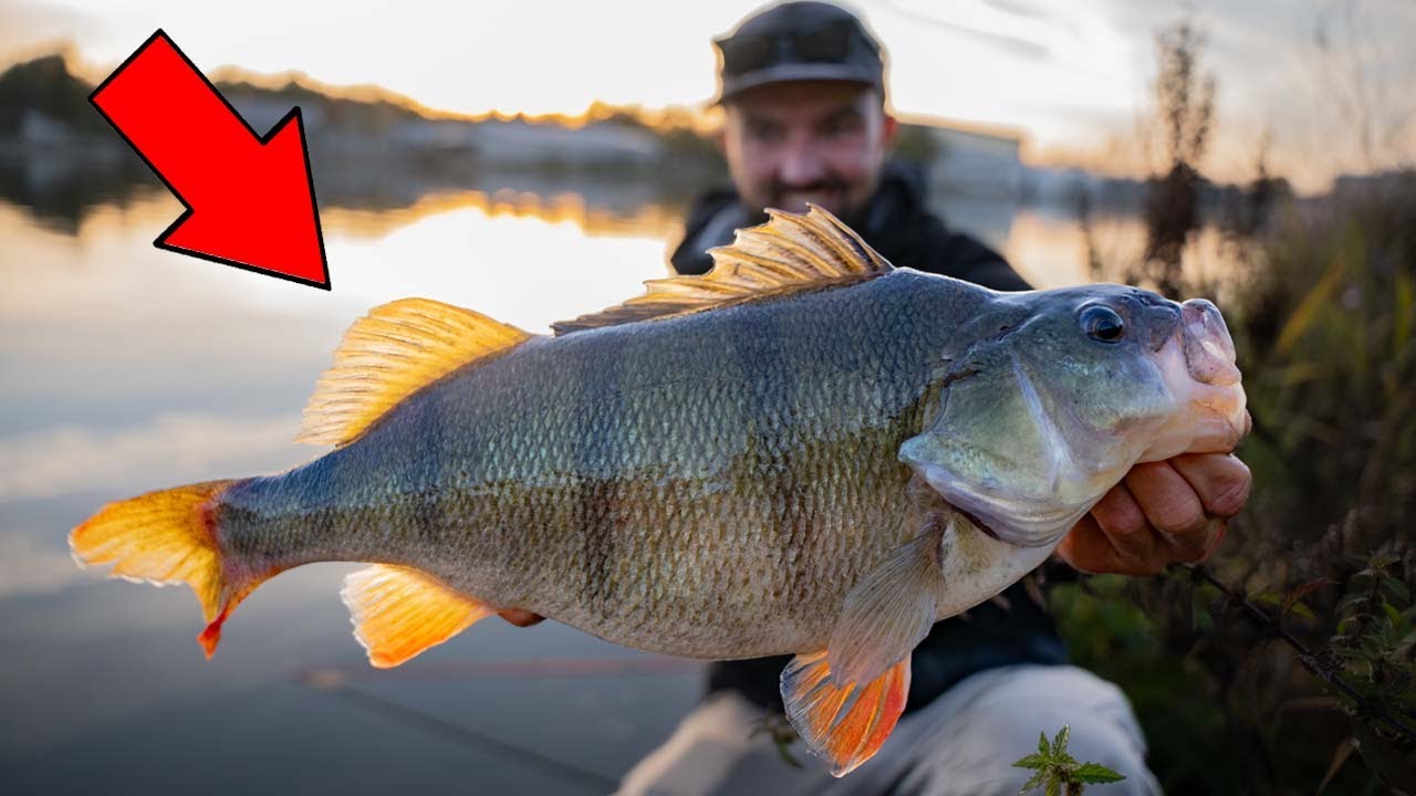 Barsch Angeln am Kanal