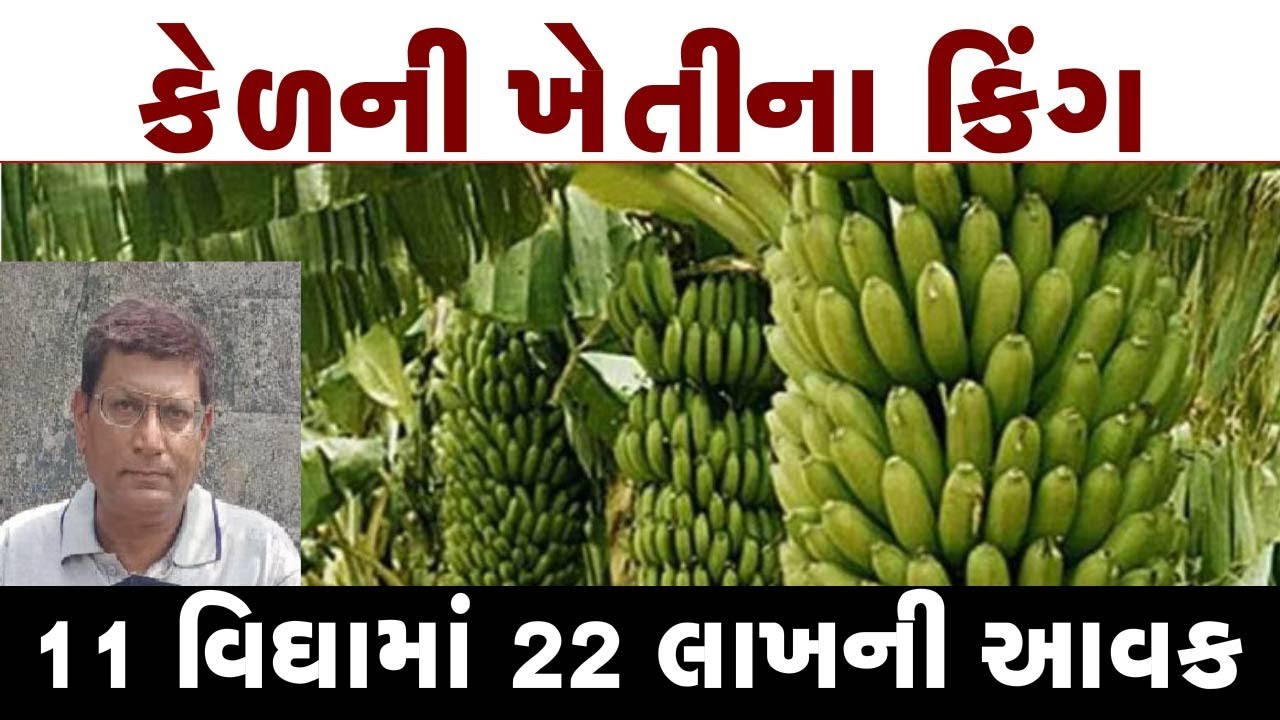 11 વિઘામાં 22 લાખની આવક ll બીજા કરતા અલગ ખેતી અને ગુજરાતનો નંબર વન ખેડૂત ll