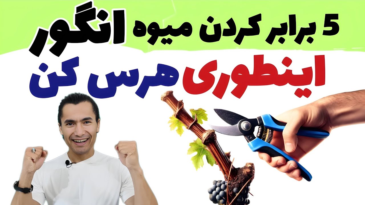 تاک انگور داری؟ اینطوری هرس کن تا حاصل پنج برابر شود |  آموزش کامل شاخه بری انگور
