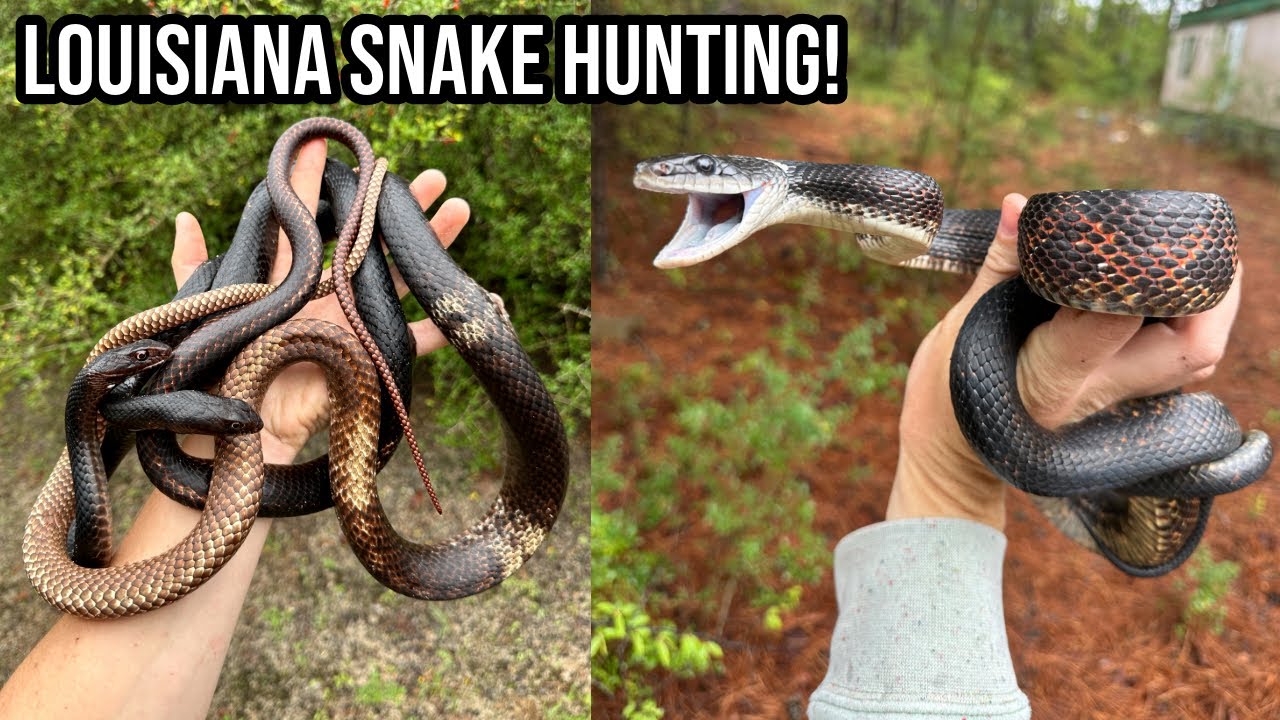 Louisiana Coachwhips and Kingsnakes! Spring Tin Flipping Road Trip Across the Southeast for Snakes
