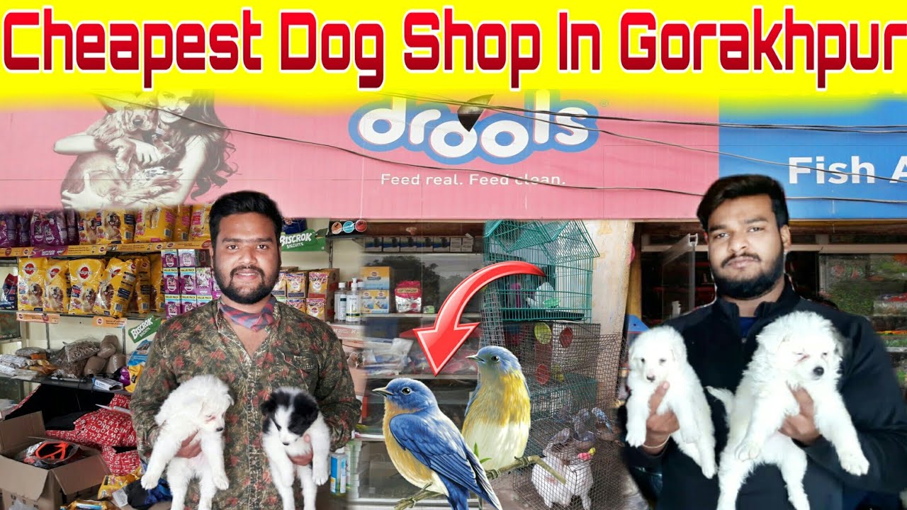 कम दाम मे खरीदें||Dog And Birds Shop In GorkhpurUp
