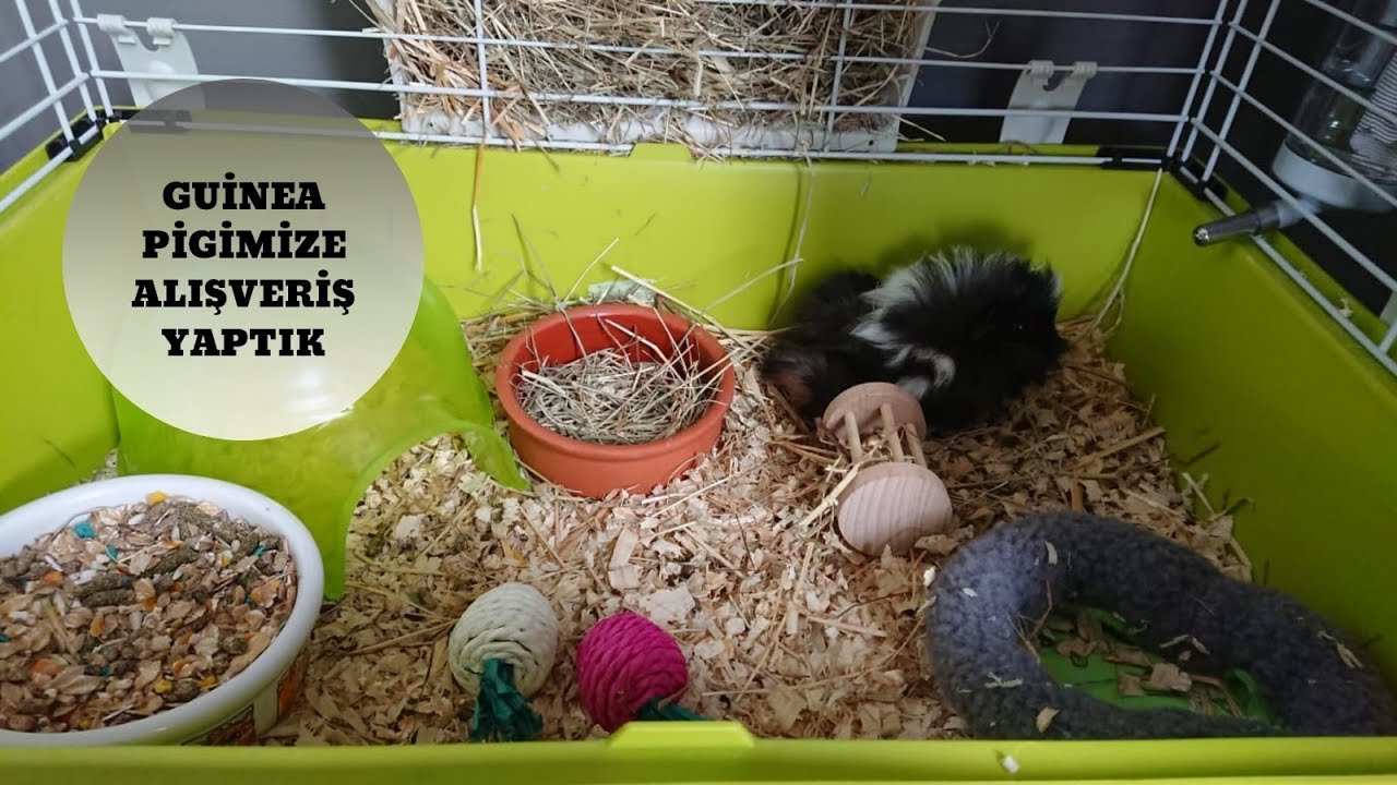 Guinea Pig Alışverişim