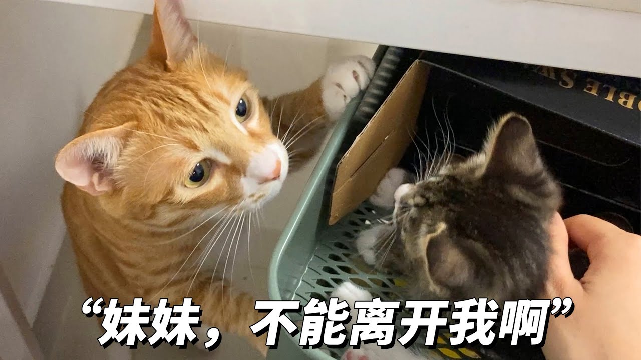 从无法接受变成了妹妹控，大黄眼里只有妹妹了，铲屎官失宠了#猫咪#cat