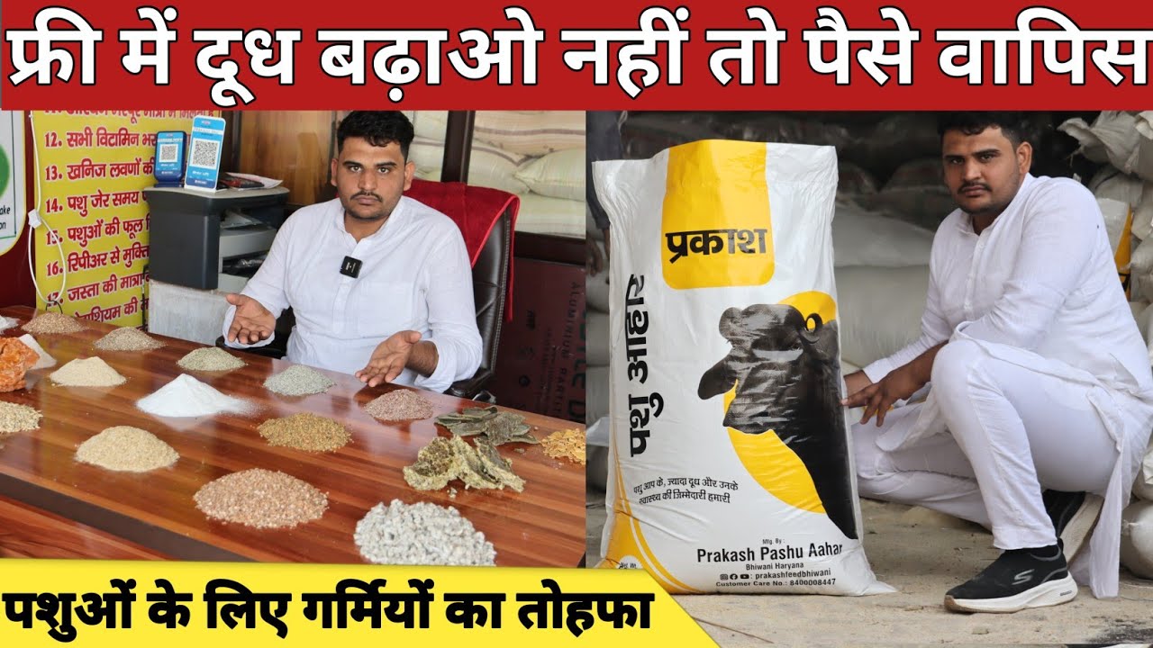 पशुओं के लिए गर्मियों का तोहफा, फ्री में दूध बढ़ाओ वरना पैसे वापिस || Parkash Feed (8400008447)
