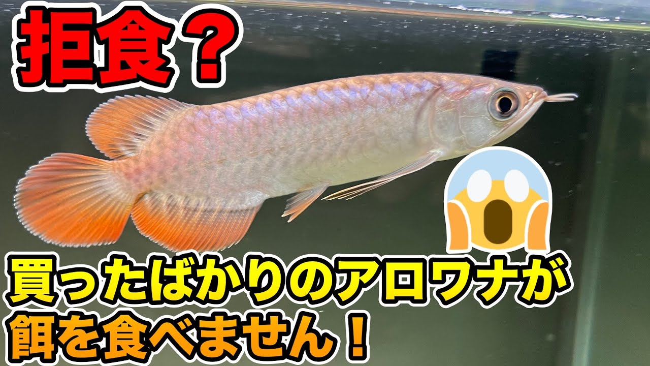 『パパイヤ伝説３』拒食バンジャールレッドが餌を食べない😰Banjarred arowana