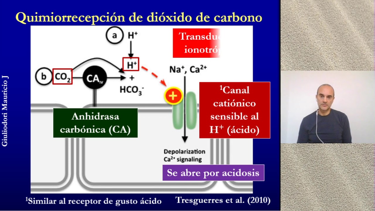 Regulación homeostática de la presión arterial de CO2 rápido, simple y fácil en 5 minutos