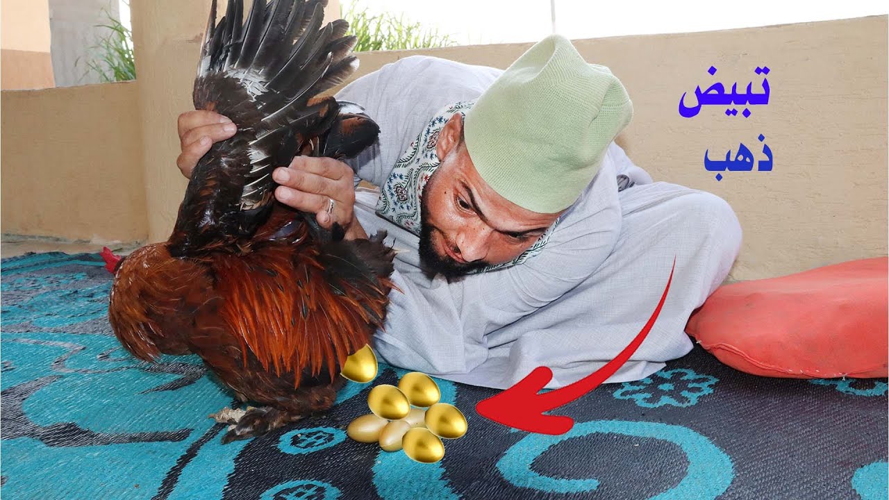 اغرب من الخيال ديك يبيض ذهب معجزة كبيرة