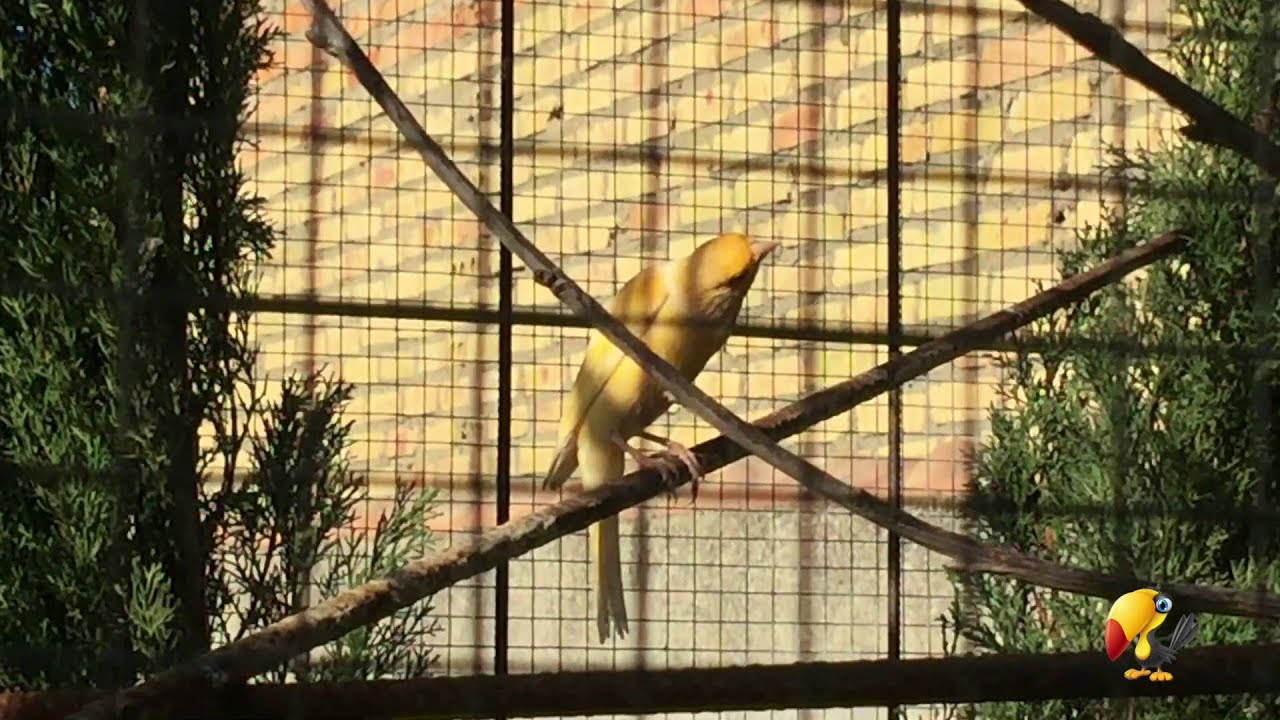 Canario cantando por Gorrión