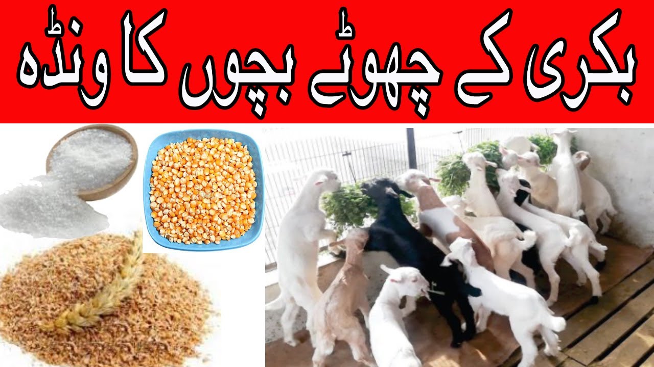 Wanda | wanda for goats | wanda for baby goats| bakri k bachoon k lia wanda