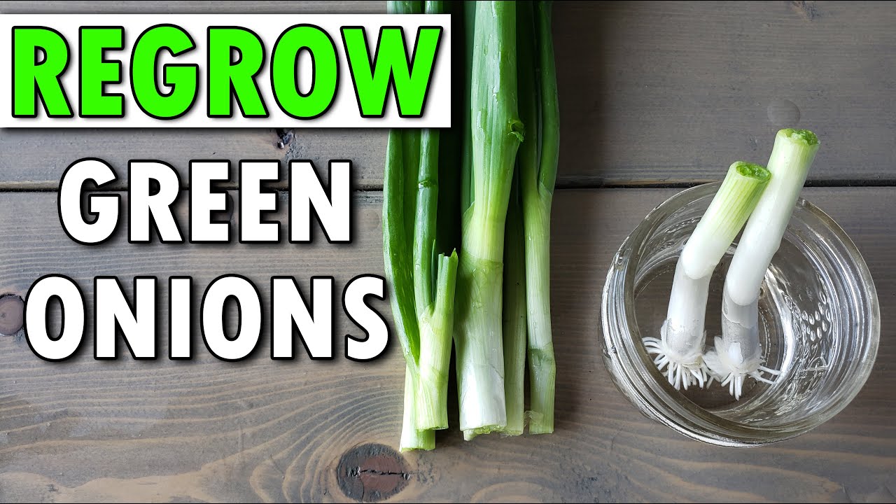 How To Regrow Green Onions...And Beyond!
