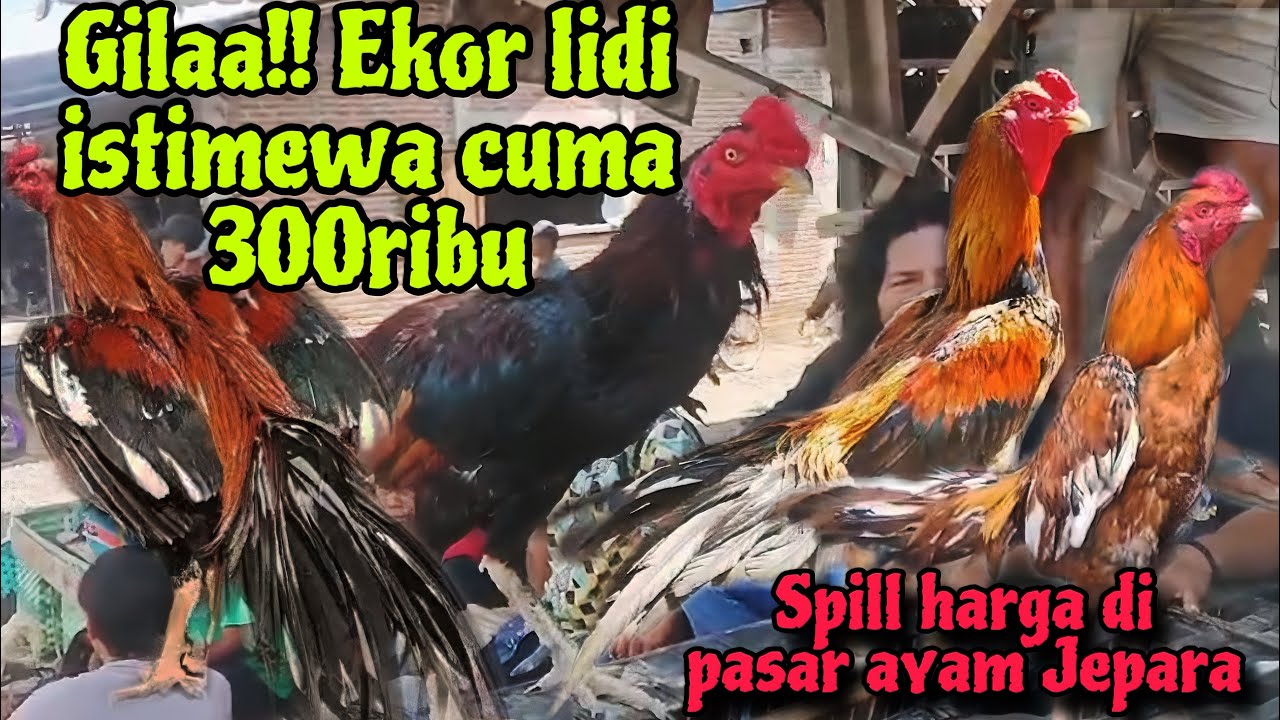 Cuma 300ribu dapat ekor lidi super istimewa⁉️ pasar ayam pecangaan Jepara.