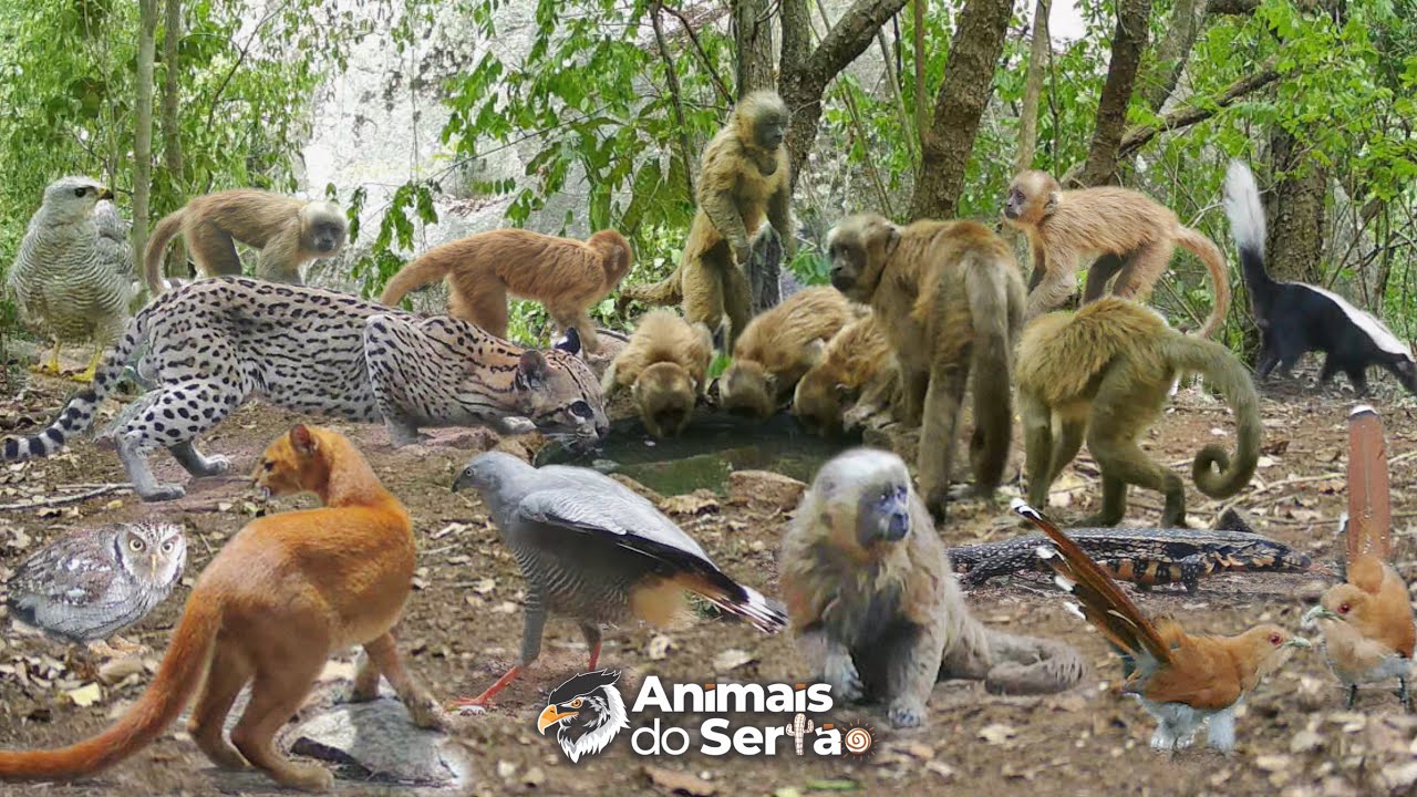 OS MACACOS FIZERAM UMA BAGUNÇA ENORME EM TODO BEBEDOURO