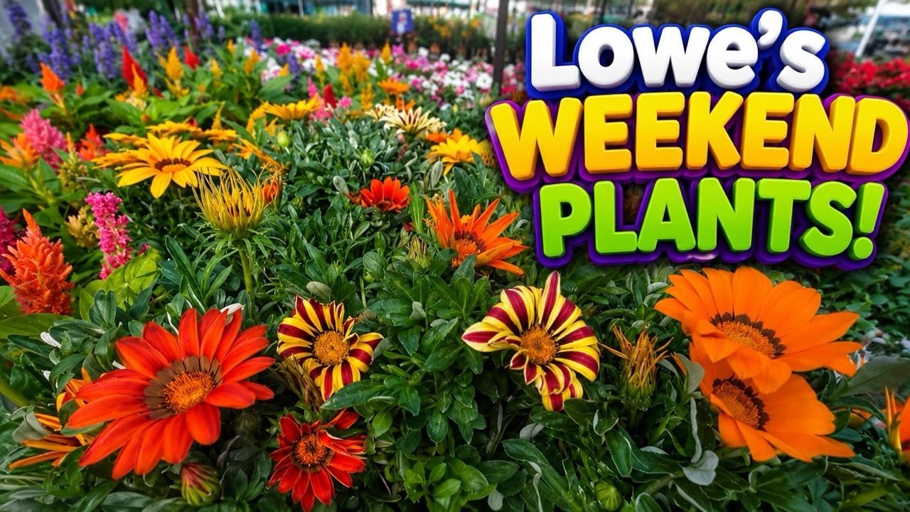 Садовый центр Lowe&rsquo;s расцвел яркими красками! 🌸 Акции на растения в выходные и новинки ассортимента