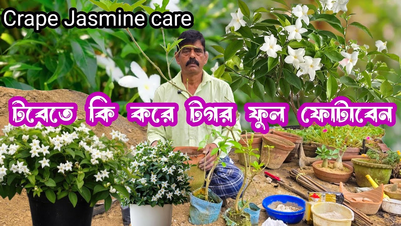 টবেতে কি করে টগর ফুল ফোটাবেন