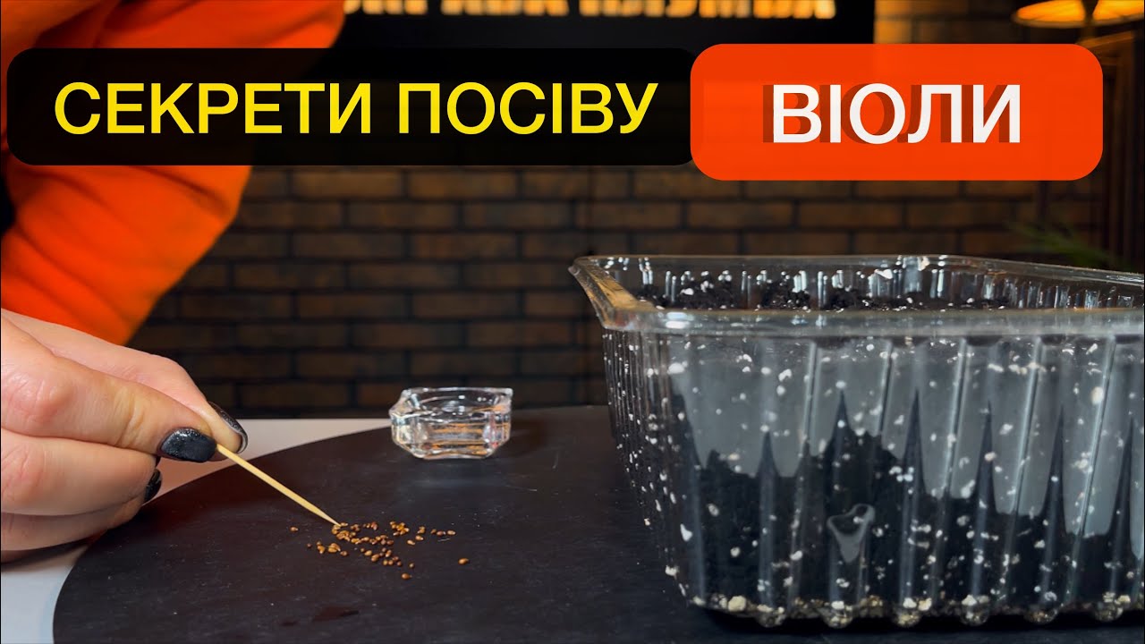 Как выращивать рассаду виолы из семян: сроки посева, пикировка.