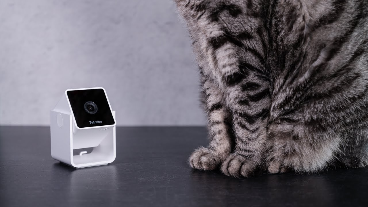 Petcube Cam Unboxing and Setup