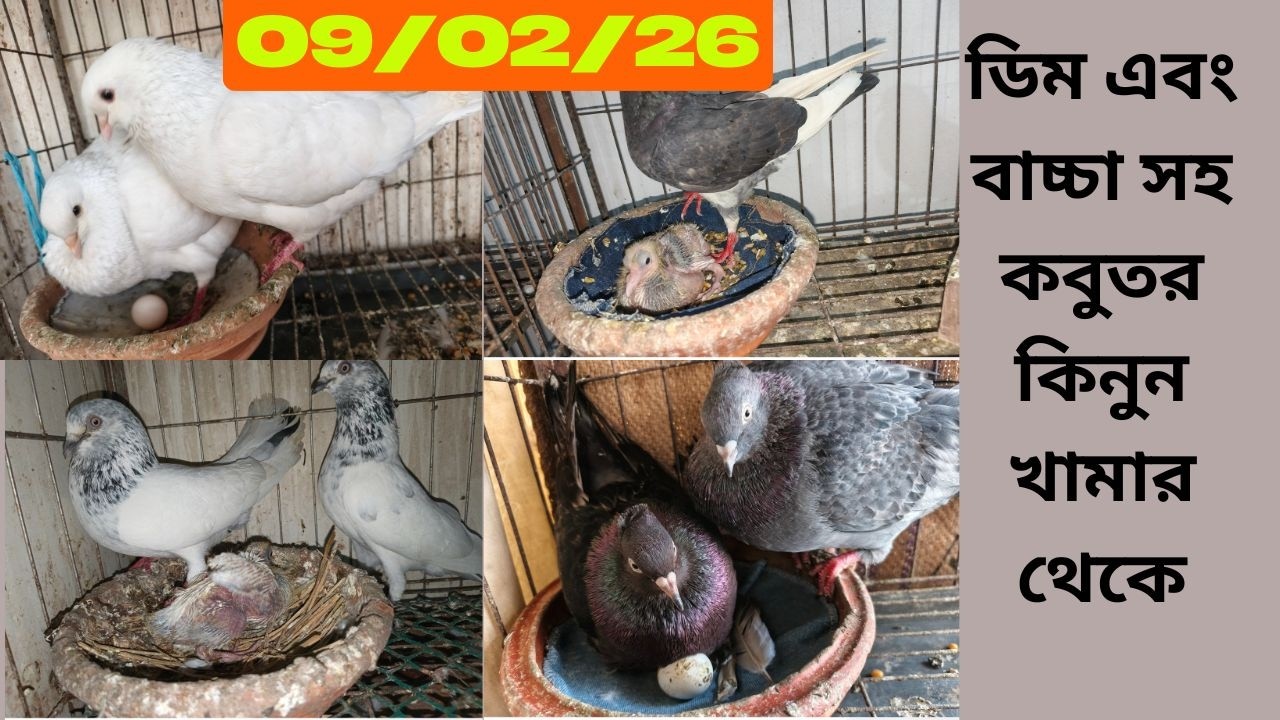 ডিম এবং বাচ্চা সহ কবুতর কিনুন খামার থেকে | 01759570264