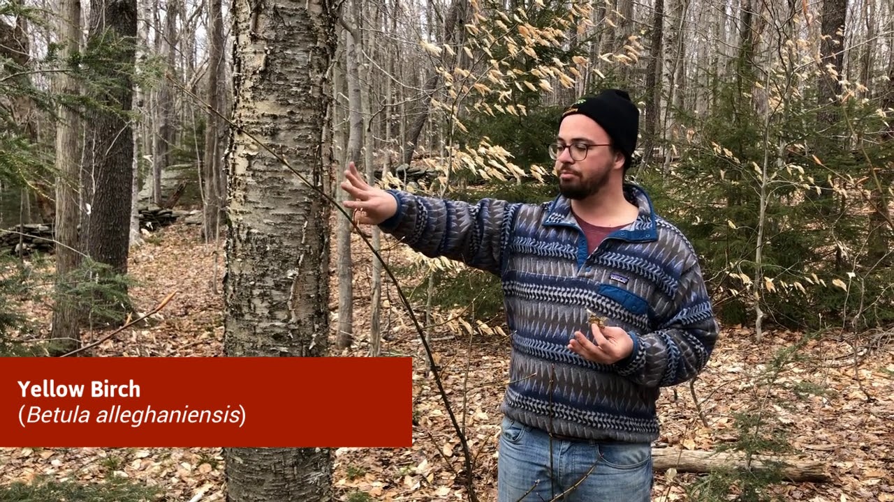 Identifying Trees in Spring