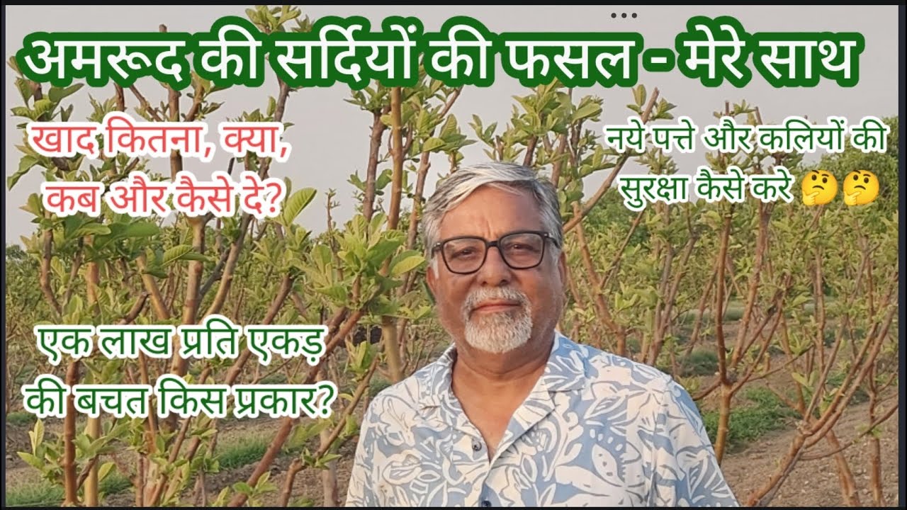 416.1 सर्दियों के अमरूद अमेजिंग किसान के साथ. Winter crop of Guava with Amazing Kisan.