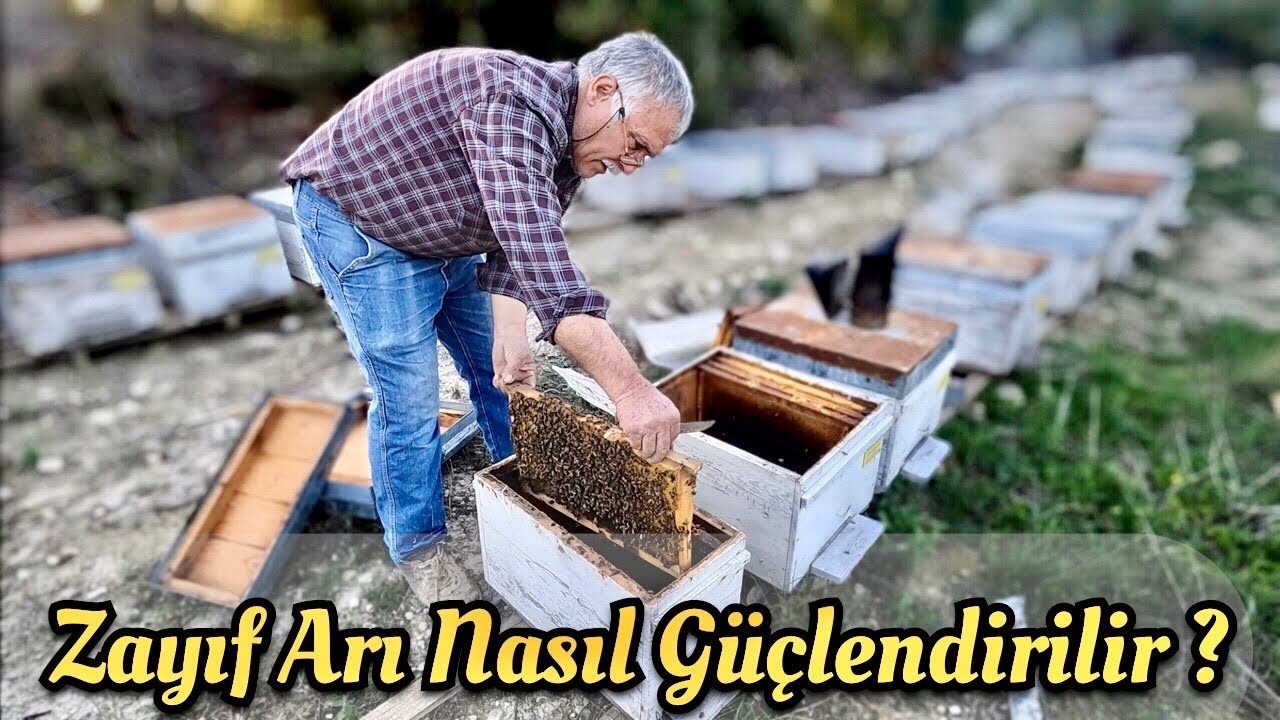 Çok Zayıf Arı Nasıl Güçlendirilir ? / Zayıf Arıyı Güçlendirme / Arıcılık