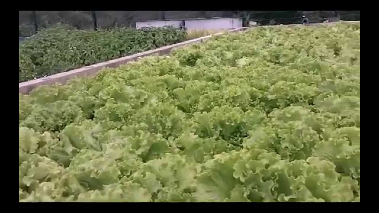 Systeme aquaponique commercial